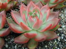 Echeveria Elegans
